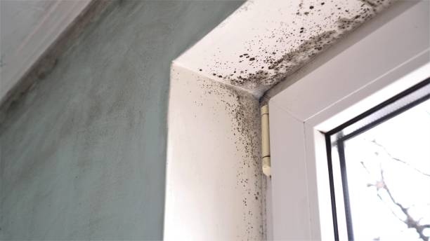 Best Real Estate Mold Inspection  in Fort Llins, CO