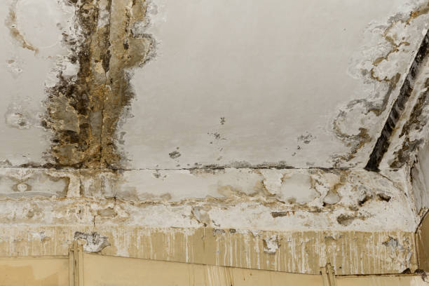 Best Residential Mold Inspection & Testing  in Fort Llins, CO