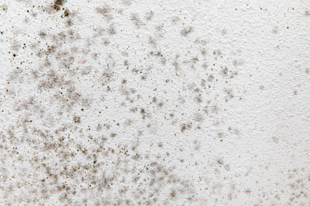Trusted Fort Collins, CO Mold Removal Experts