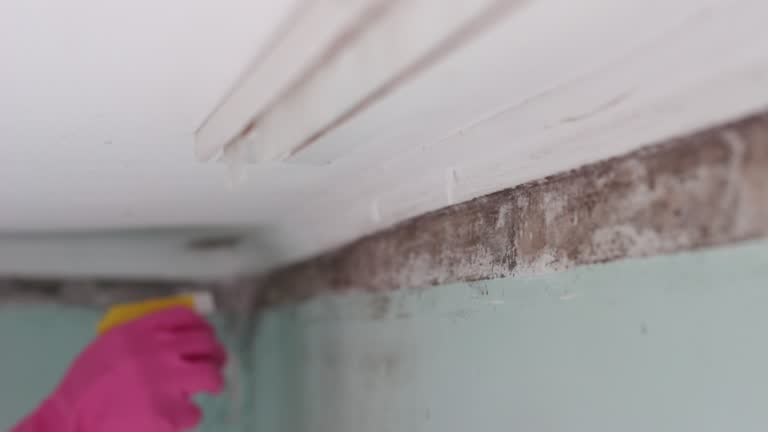 Best Mold Prevention Services  in Fort Llins, CO